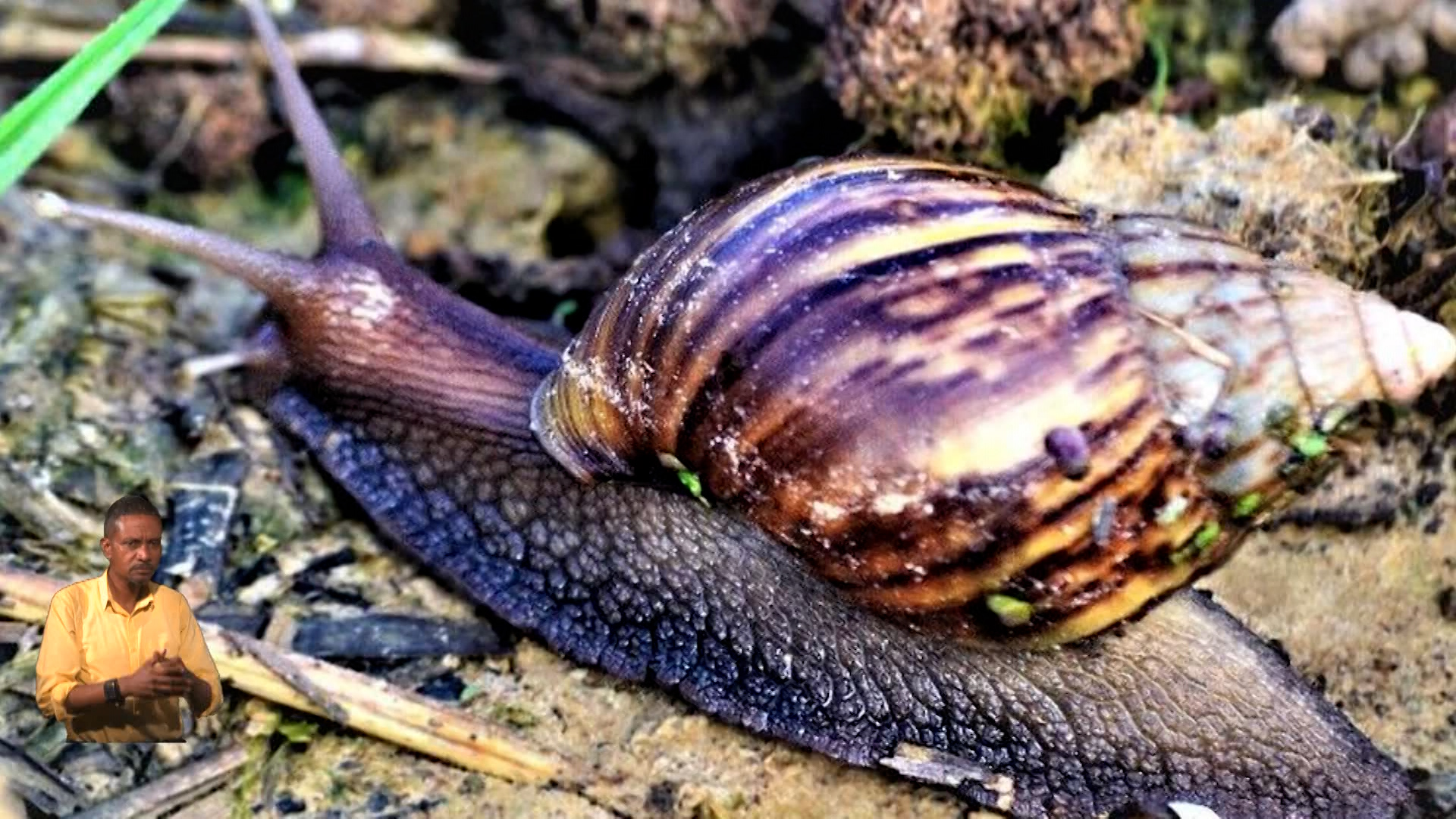 UWI Committee Moves To Turn Giant African Snail Threat Into Opportunity