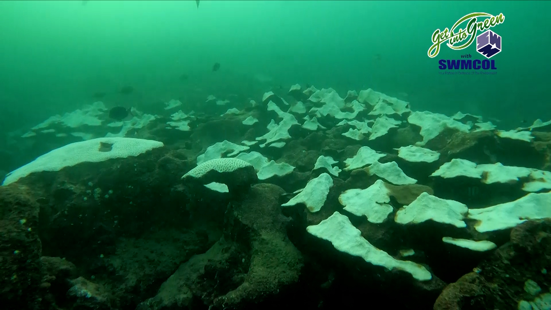 The "dead Sea" Crisis: Why Mexico’s Coastal Reefs Are Facing A Record Heatwave In 2026