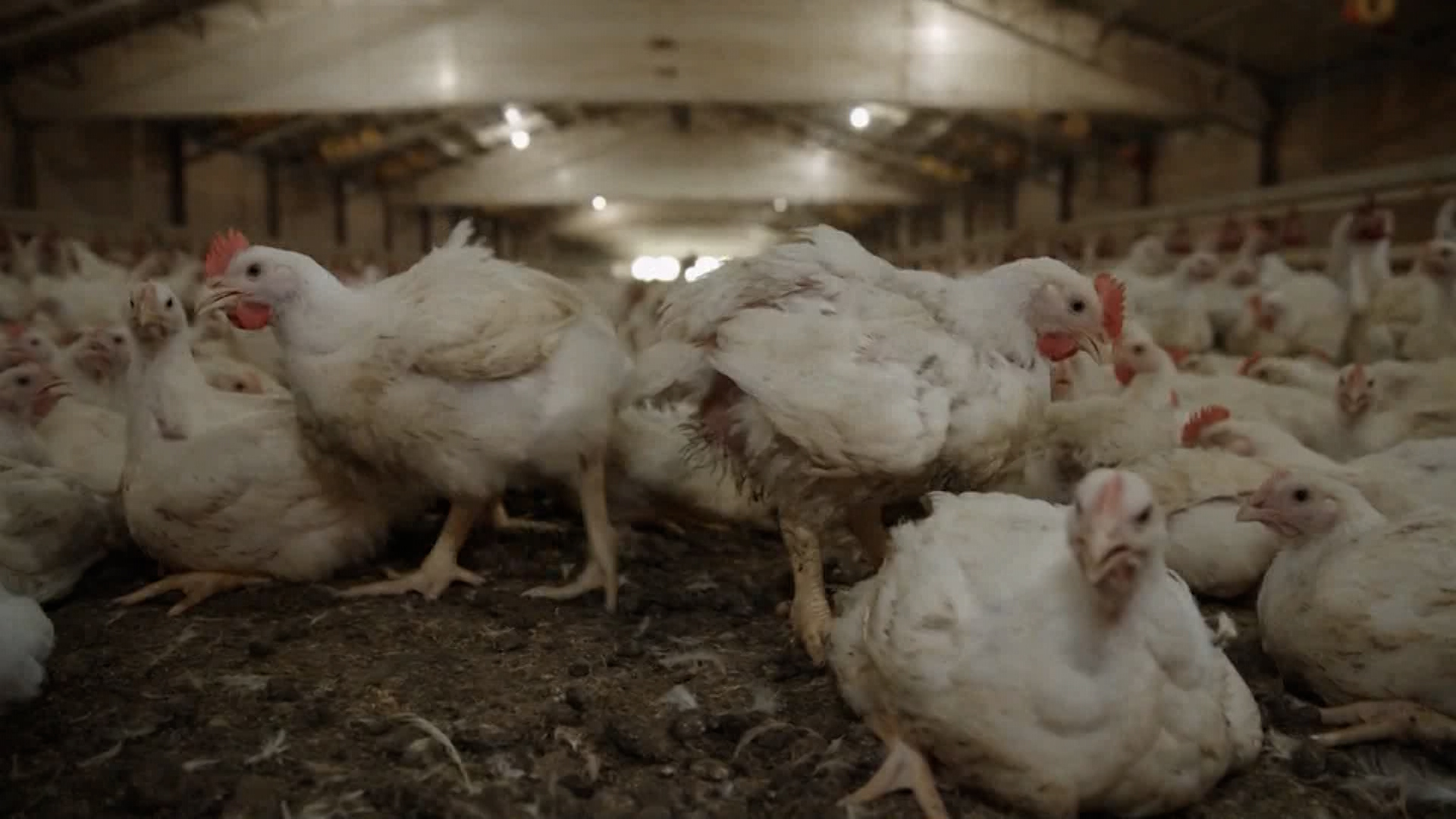 Government Moves To Build Local Poultry Hatchery, Diversify Egg And Chick Supply Sources