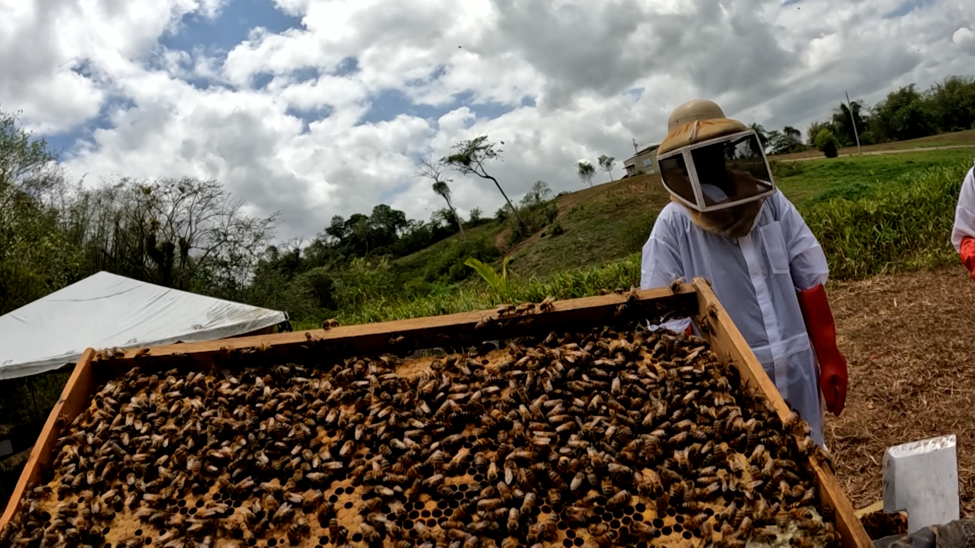 Keeping It Green – The Art And Impact Of Beekeeping - TTT News
