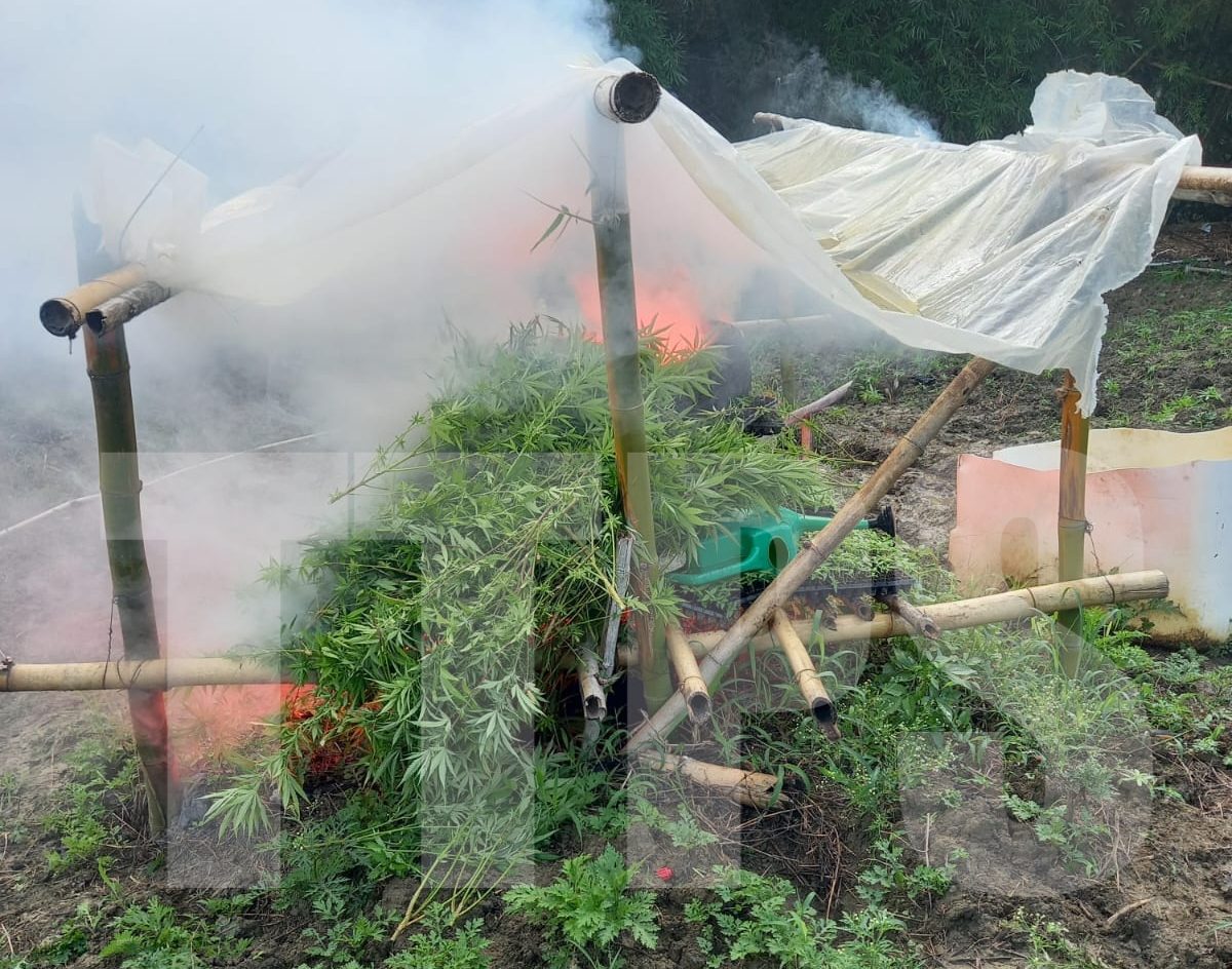 $1.1 Million Worth Of Cannabis Destroyed In Central Division Operation
