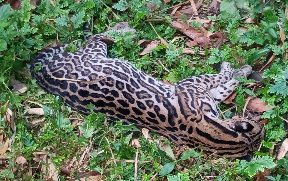 Ocelot Shot Dead In Grande Riviere To Be Preserved By UWI