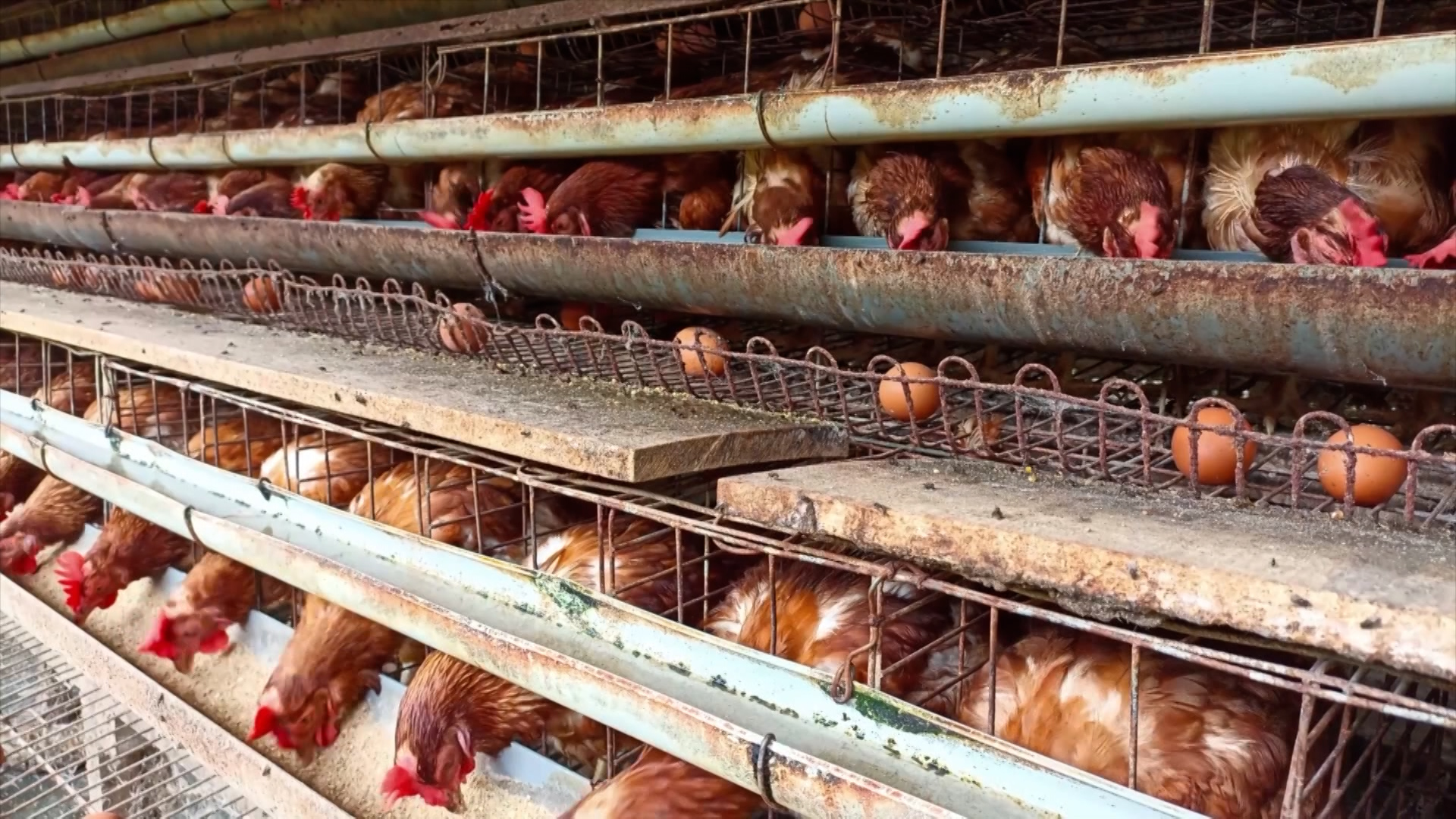 Chicken Supplies Expected To Improve As Farmers Increase Production