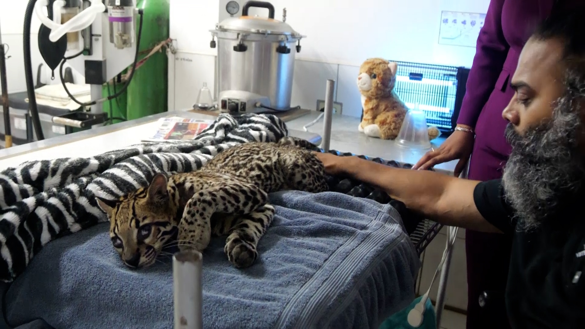 EMA Commends Vet For Saving Injured Ocelot