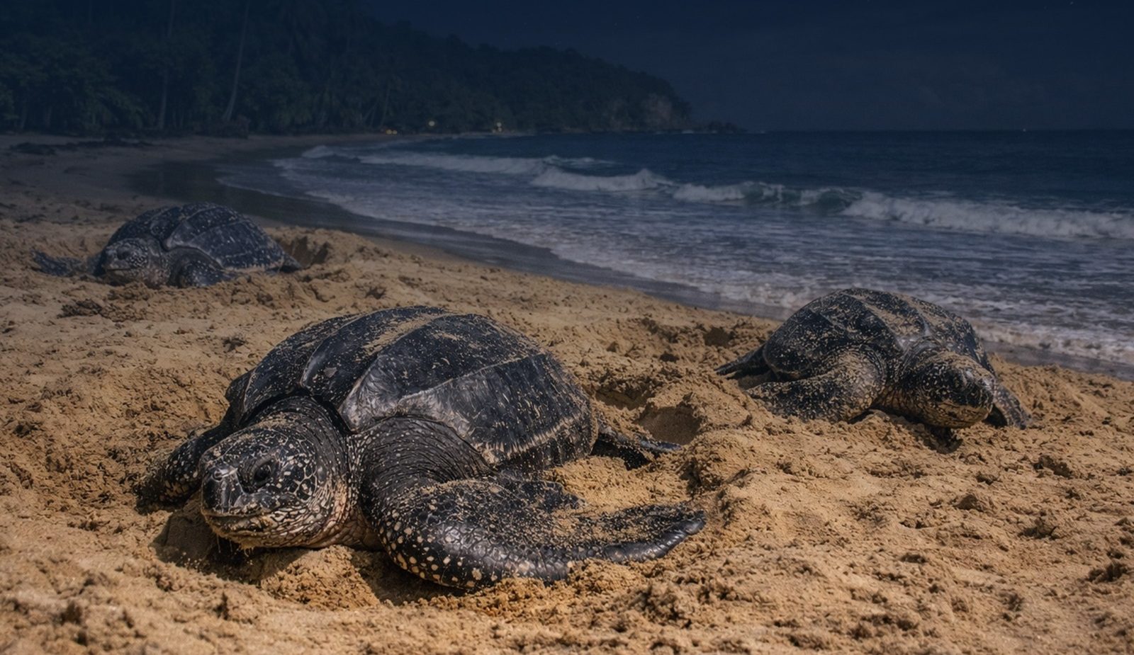 Agriculture Ministry Urges Vigilance On Beaches As Turtle Nesting Season Begins