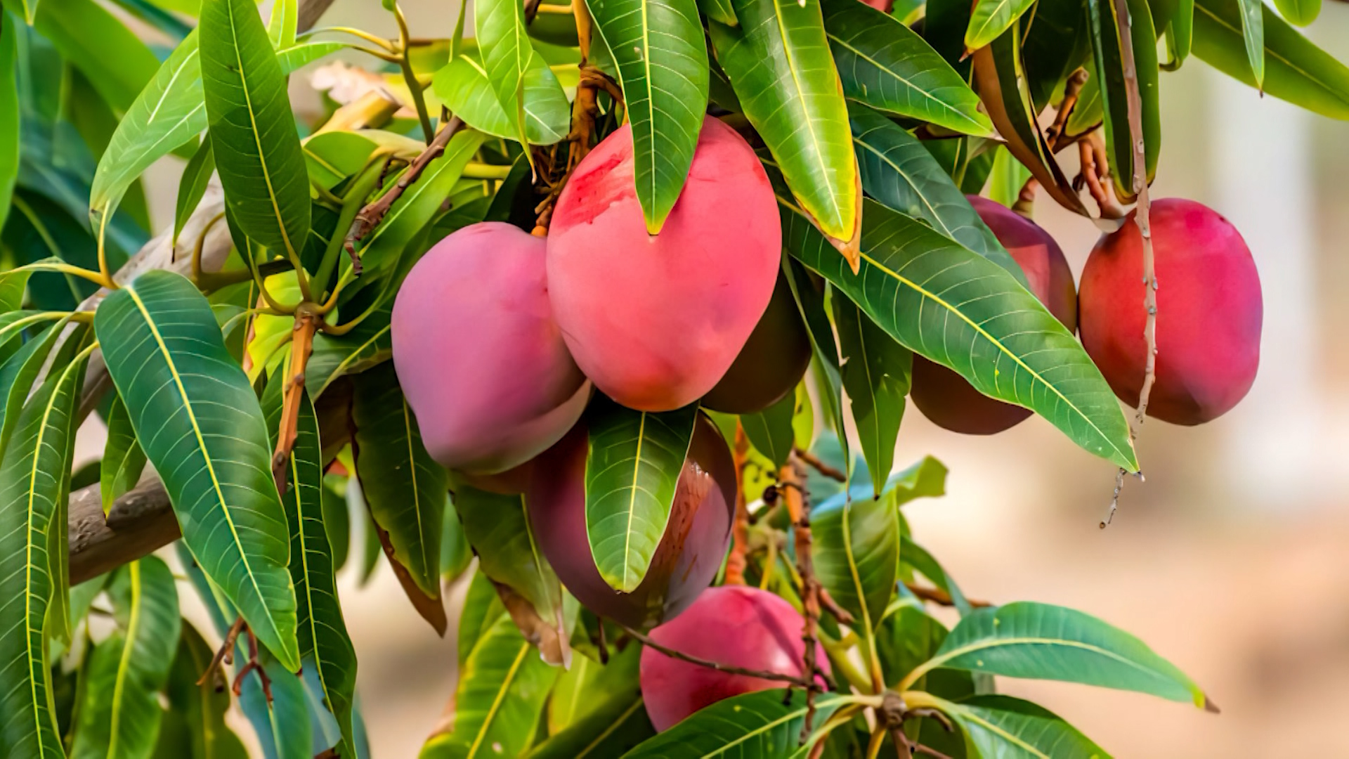 Agriculture Minister: Strong Global Demand For T&T’s Mangoes