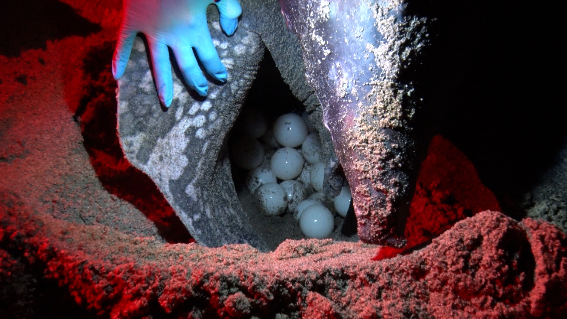 Minister Ratiram Leads Turtle Watching Excursion To Renew Focus On Protecting The Species