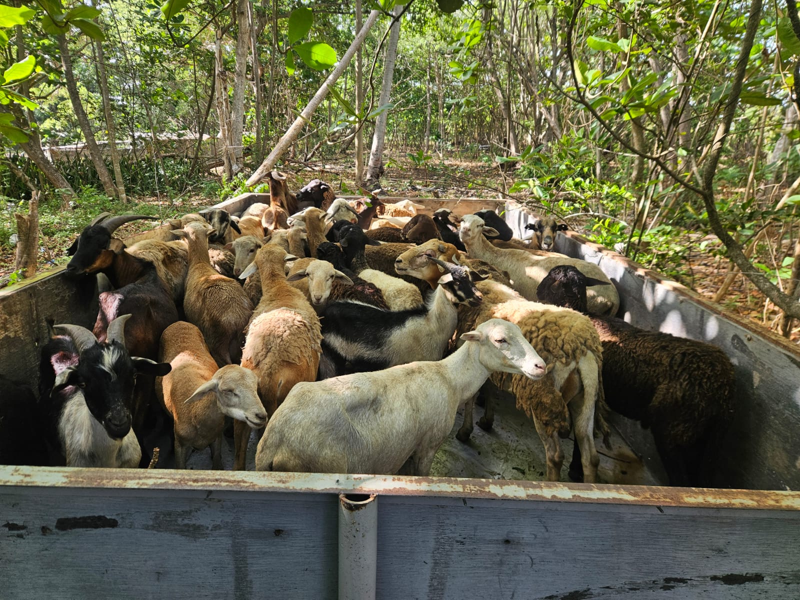42 Diseased Animals Euthanised After Bust Of Illegal Livestock Smuggling Operation In Cedros