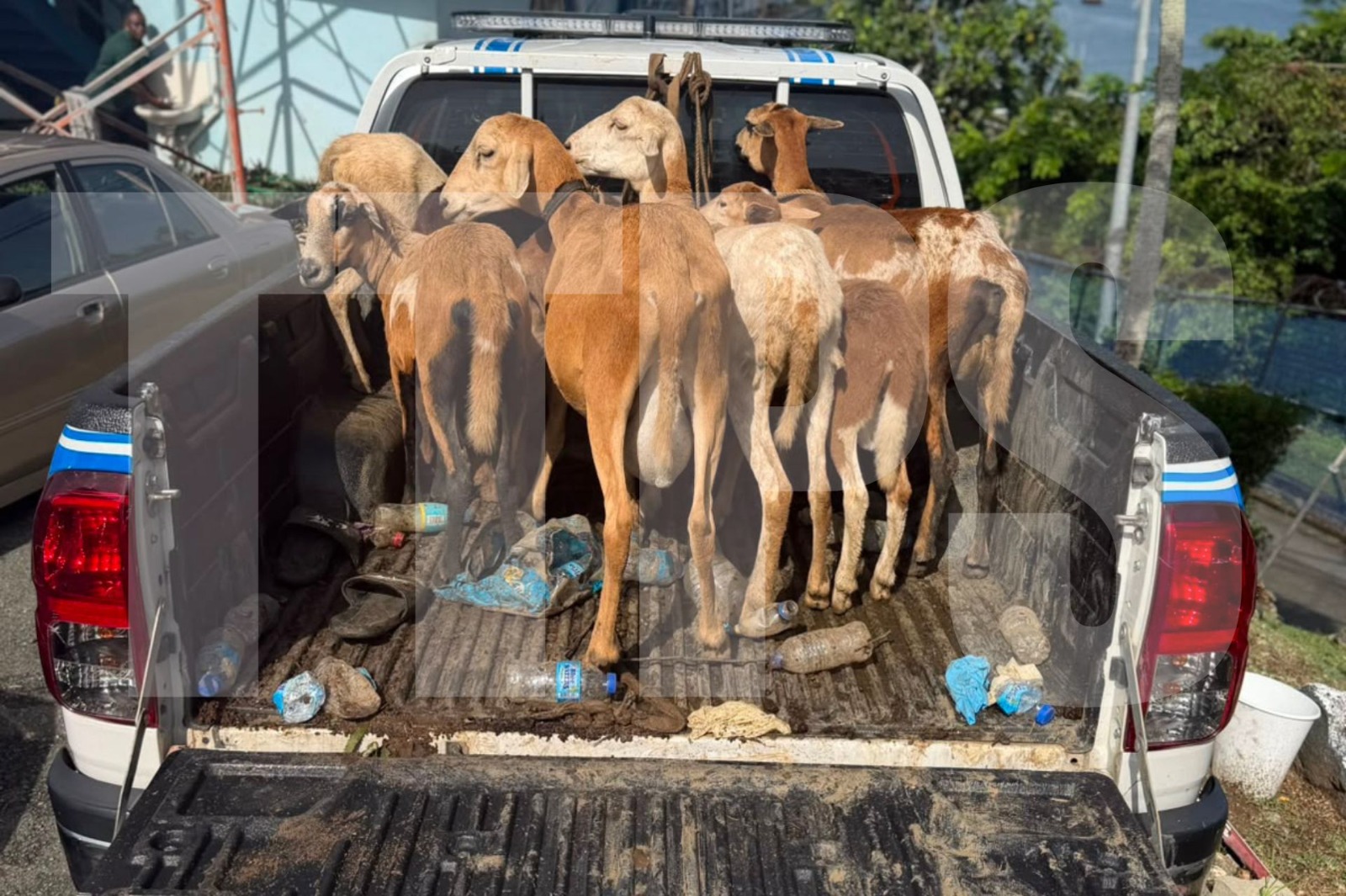 Operation Resolute Shield: Police Strike Across Tobago, Seize Drugs, Recover Livestock And Make Seven Arrests