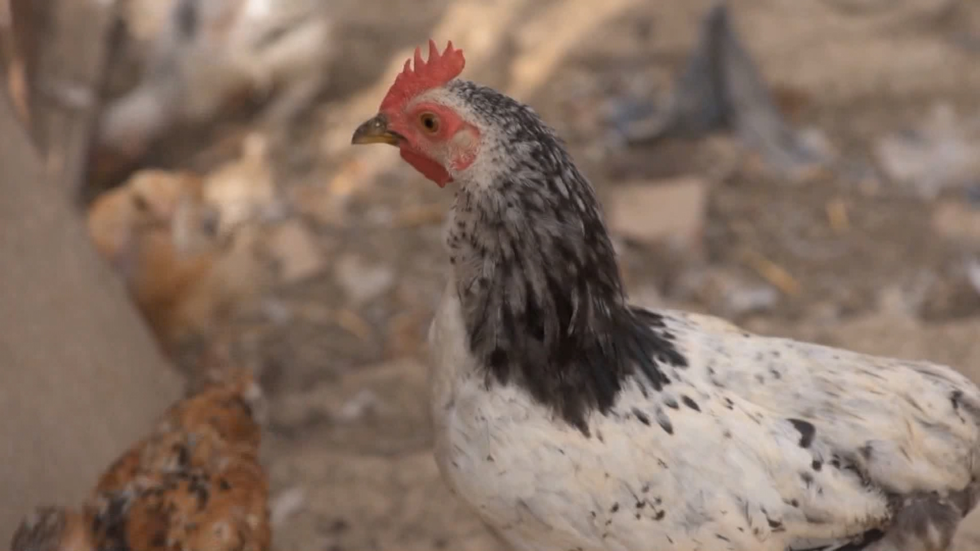 Agricultural Society Calls For National Census Of Sector In Response To Poultry Shortage