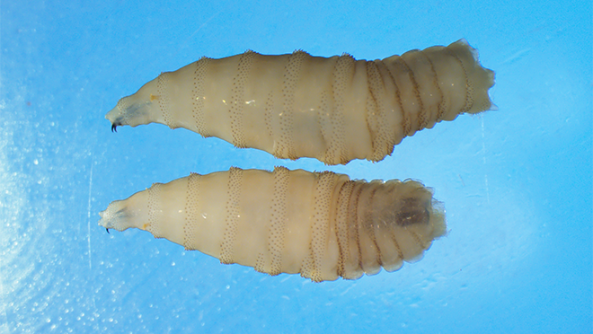 Ministry Of Agriculture Urges Vigilance As New World Screwworm Remains Present In Trinidad and Tobago