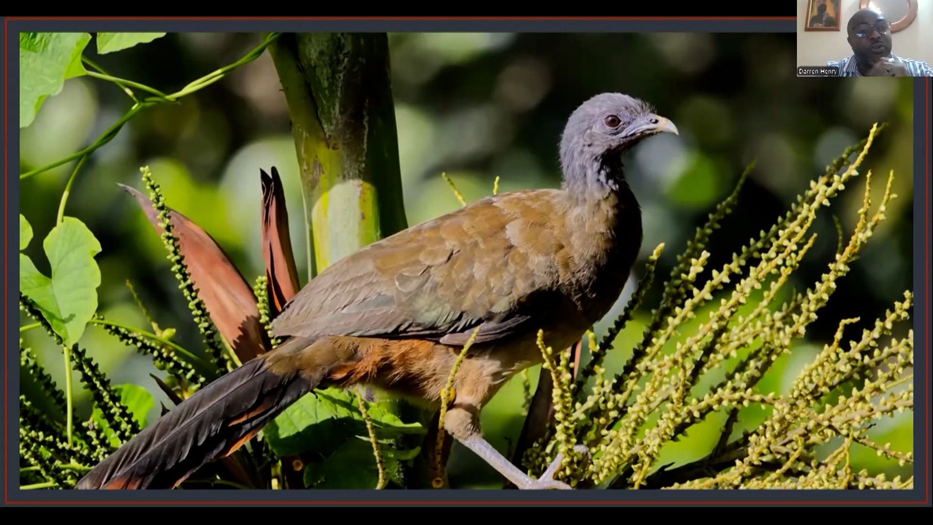 Cocrico Raises Agricultural Concerns As Scarlet Ibis Boosts Economy