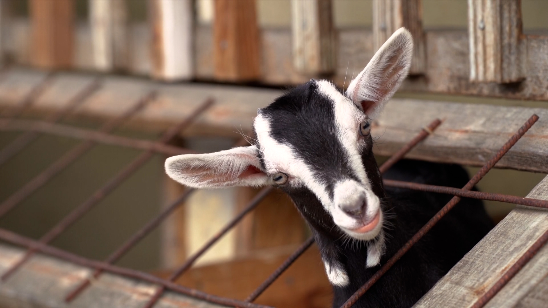 Farmers Urged To Protect Livestock From Heat Stress